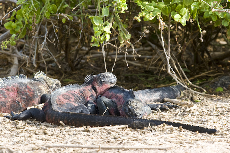 Marine Iguanas